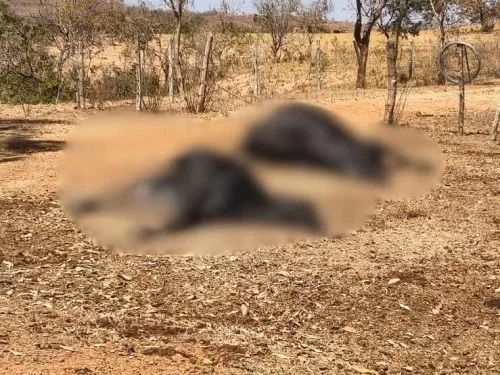 Cinco vacas são encontradas mortas em fazenda de Presidente Olegário; produtor suspeita de envenenamento