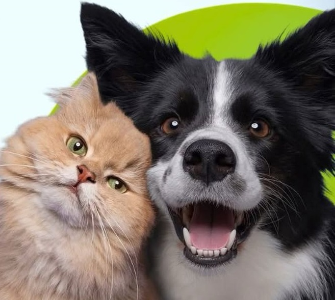 Castra Móvel realiza atendimento gratuito para cães e gatos no dia 10 de outubro em Presidente Olegário