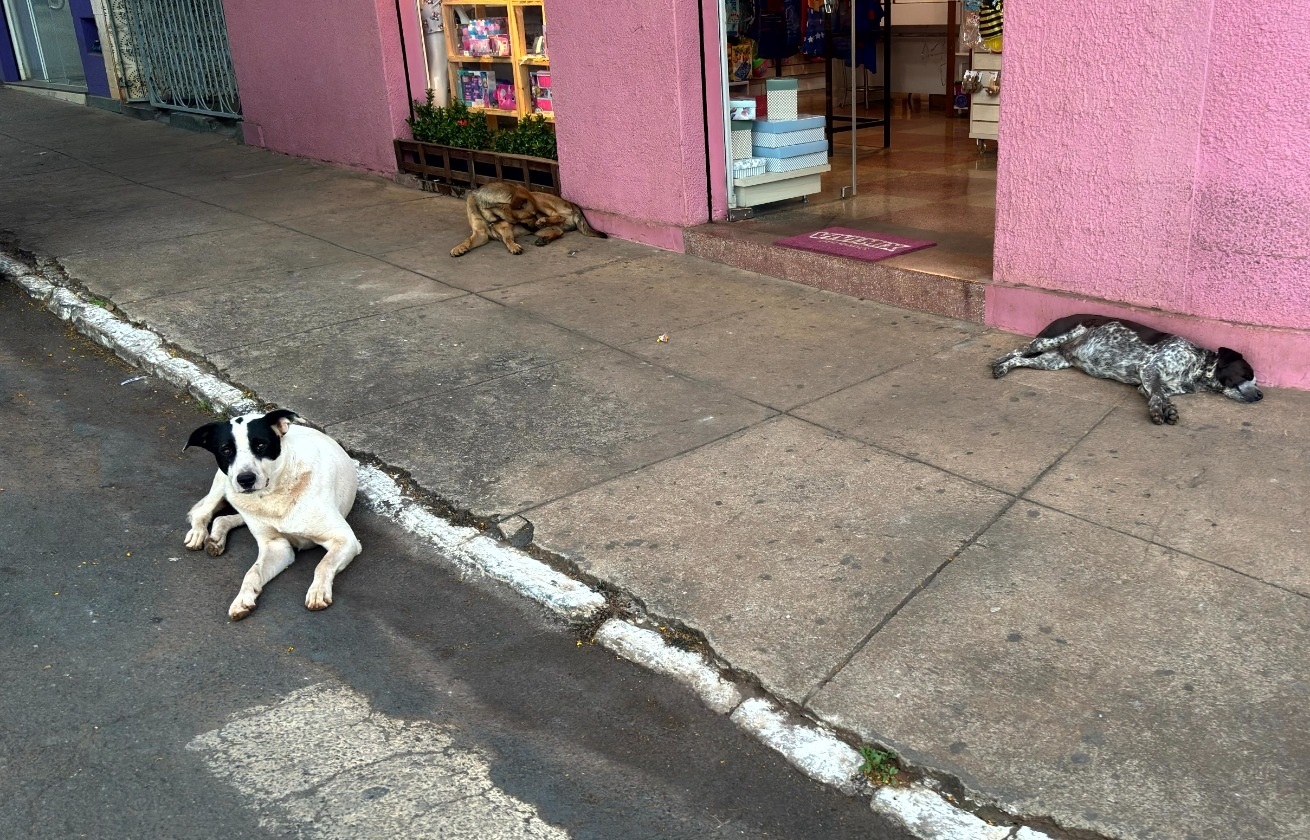 Após pedido do Ministério Público, Câmara Municipal realiza audiência sobre cães soltos em vias públicas