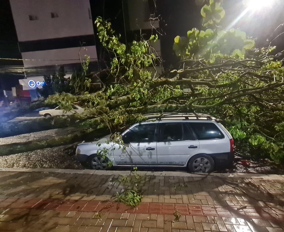 Temporal assusta patenses, derruba árvore sobre carros e causa estragos em Patos de Minas