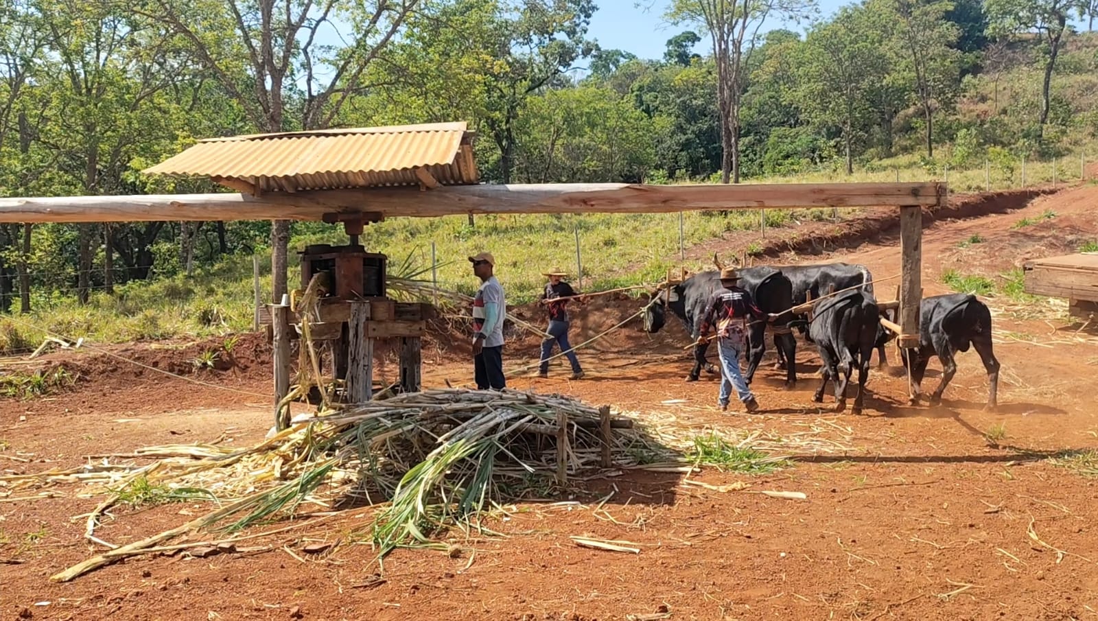 2ª Festa da Moagem da Cana resgata tradições e valoriza a cultura rural em Presidente Olegário